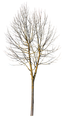 Deciduous Tree Winter IX – Cutout|trees