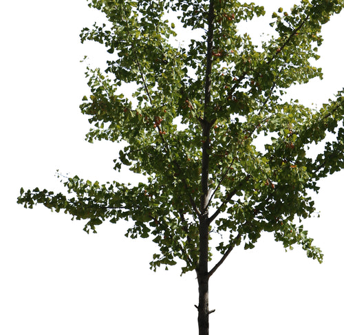 Ginkgo biloba – Cutout|trees