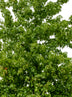 Liquidambar styraciflua – Cutout|trees