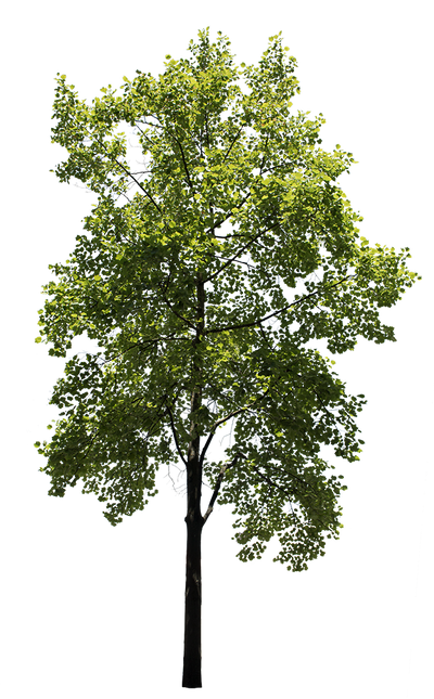 Liriodendron tulipifera – Cutout|trees