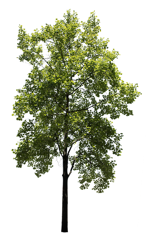 Liriodendron tulipifera – Cutout|trees