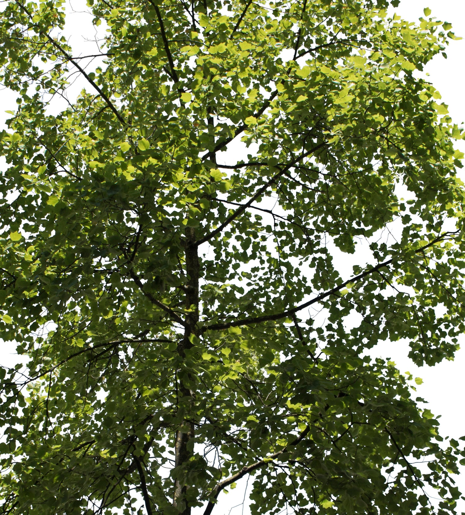 Liriodendron tulipifera – Cutout|trees