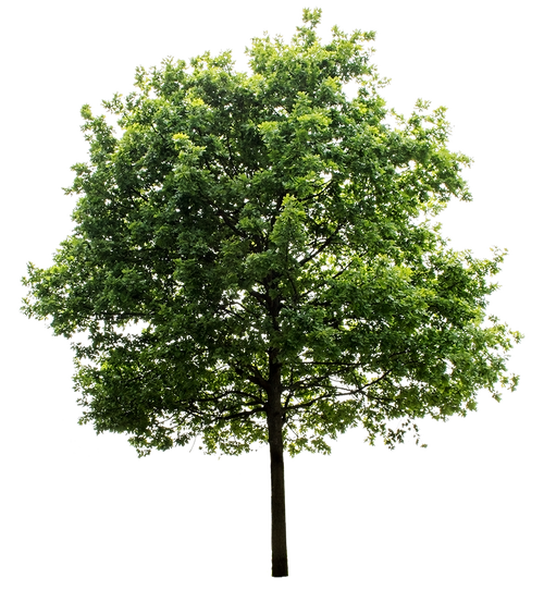 Oak Tree – Cutout|trees