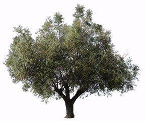 Olea europaea IV - cutout trees