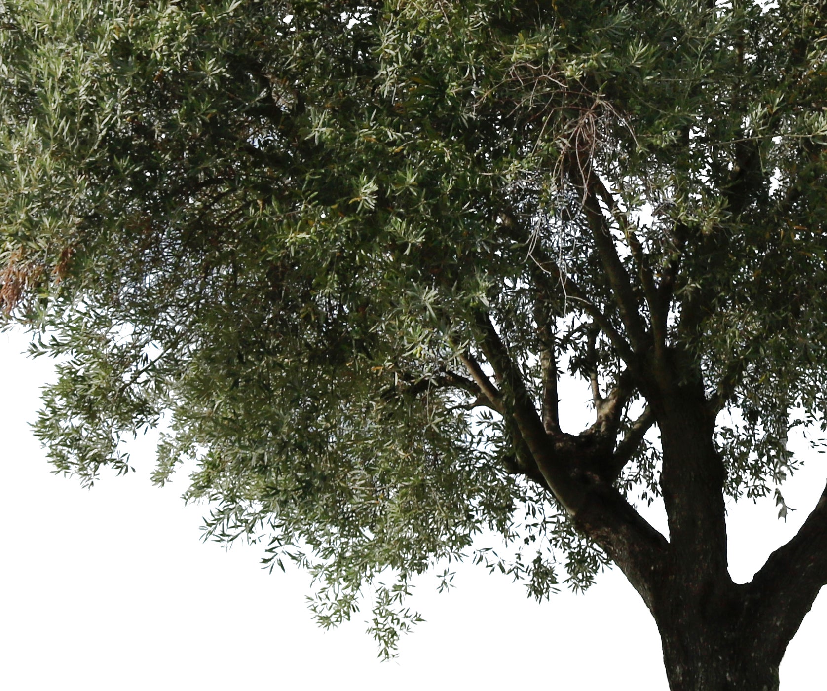 Olea europaea IV - cutout trees