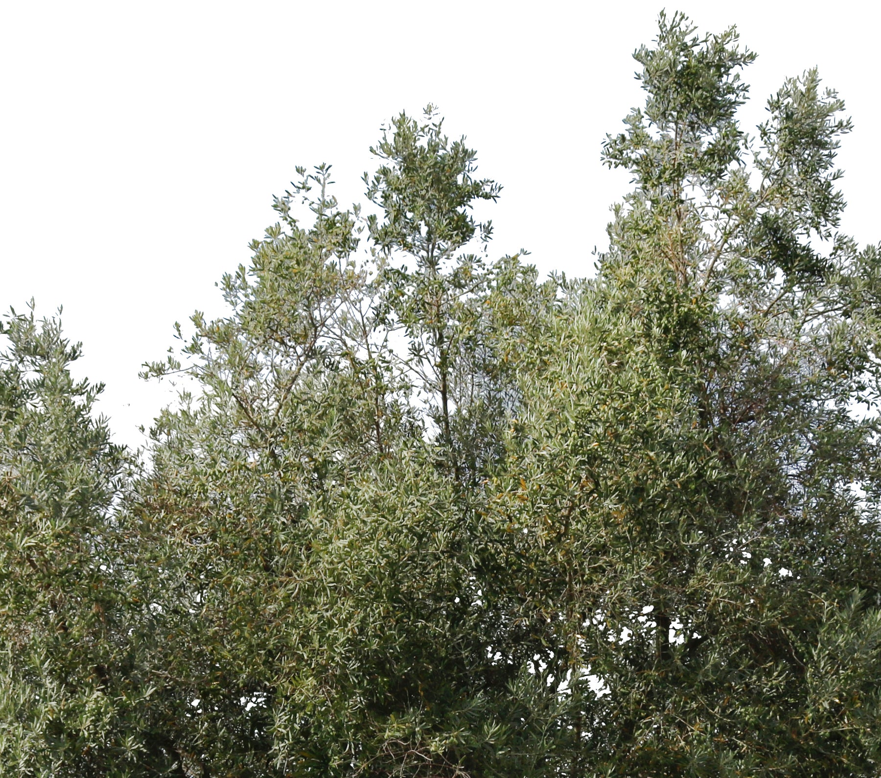 Olea europaea IV - cutout trees