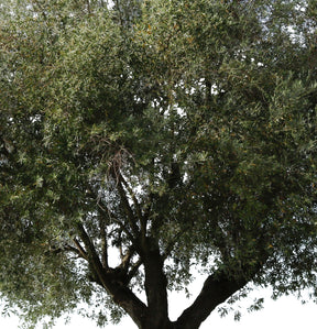 Olea europaea IV - cutout trees