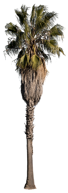 Palm tree - Washingtonia robusta III – Cutout|trees