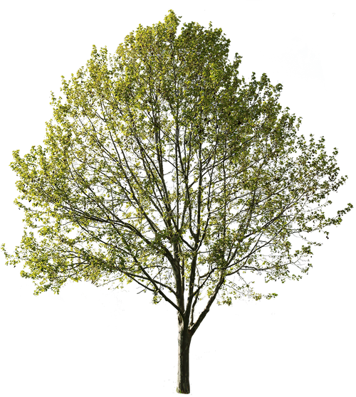 Platanus Occidentalis V – Cutout|trees