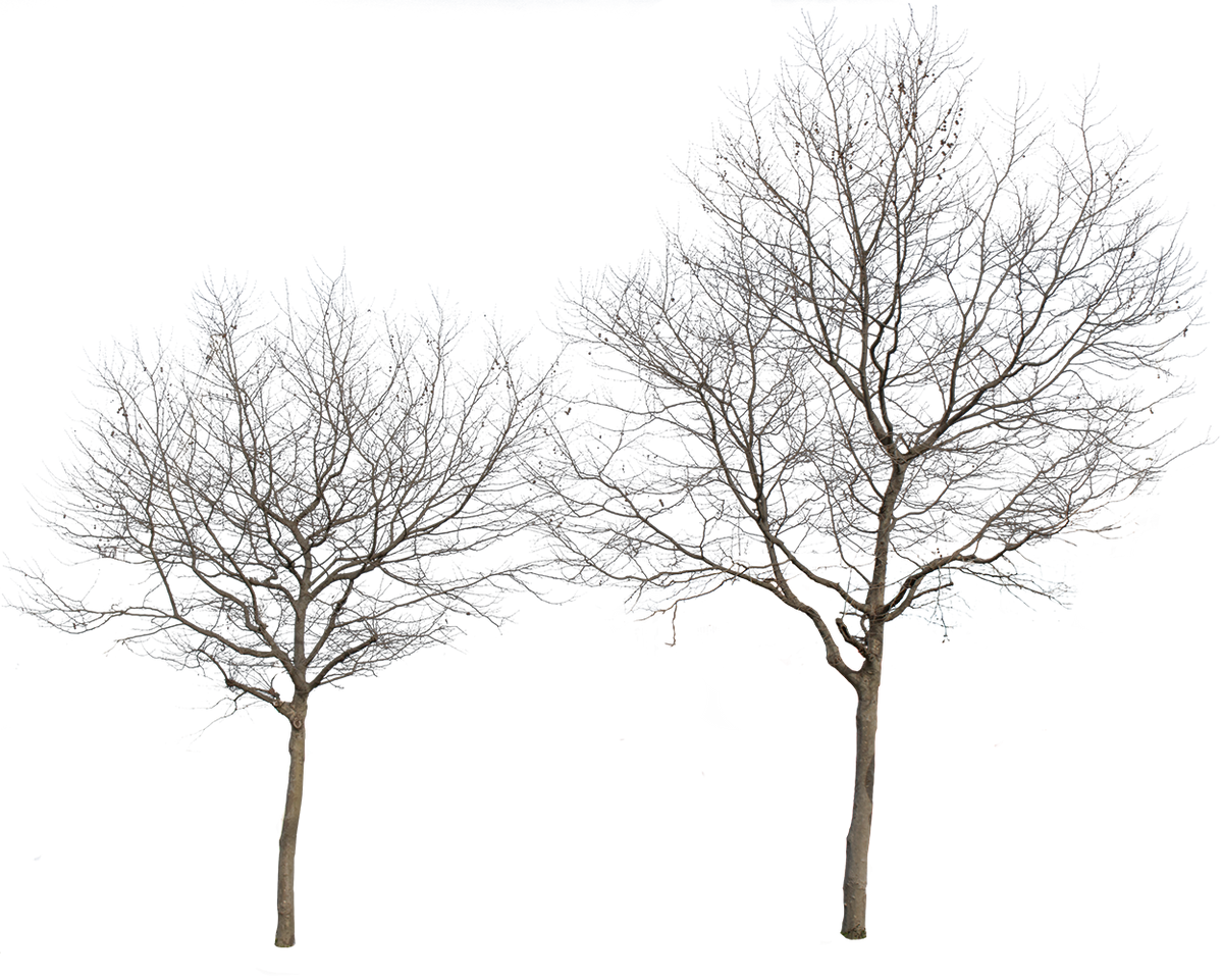 Platanus Occidentalis Group Winter - cutout trees