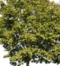 Platanus Occidentalis I – Cutout|trees