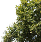 Platanus Occidentalis – Cutout|trees