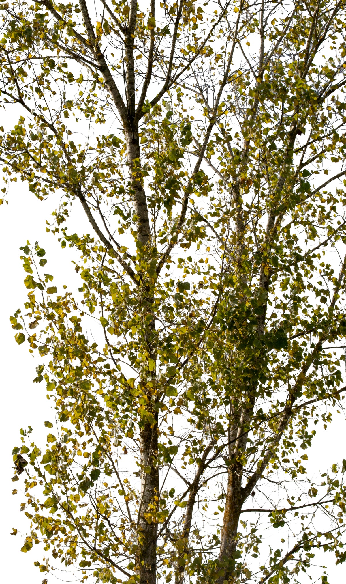 Populus nigra VIII – Cutout|trees