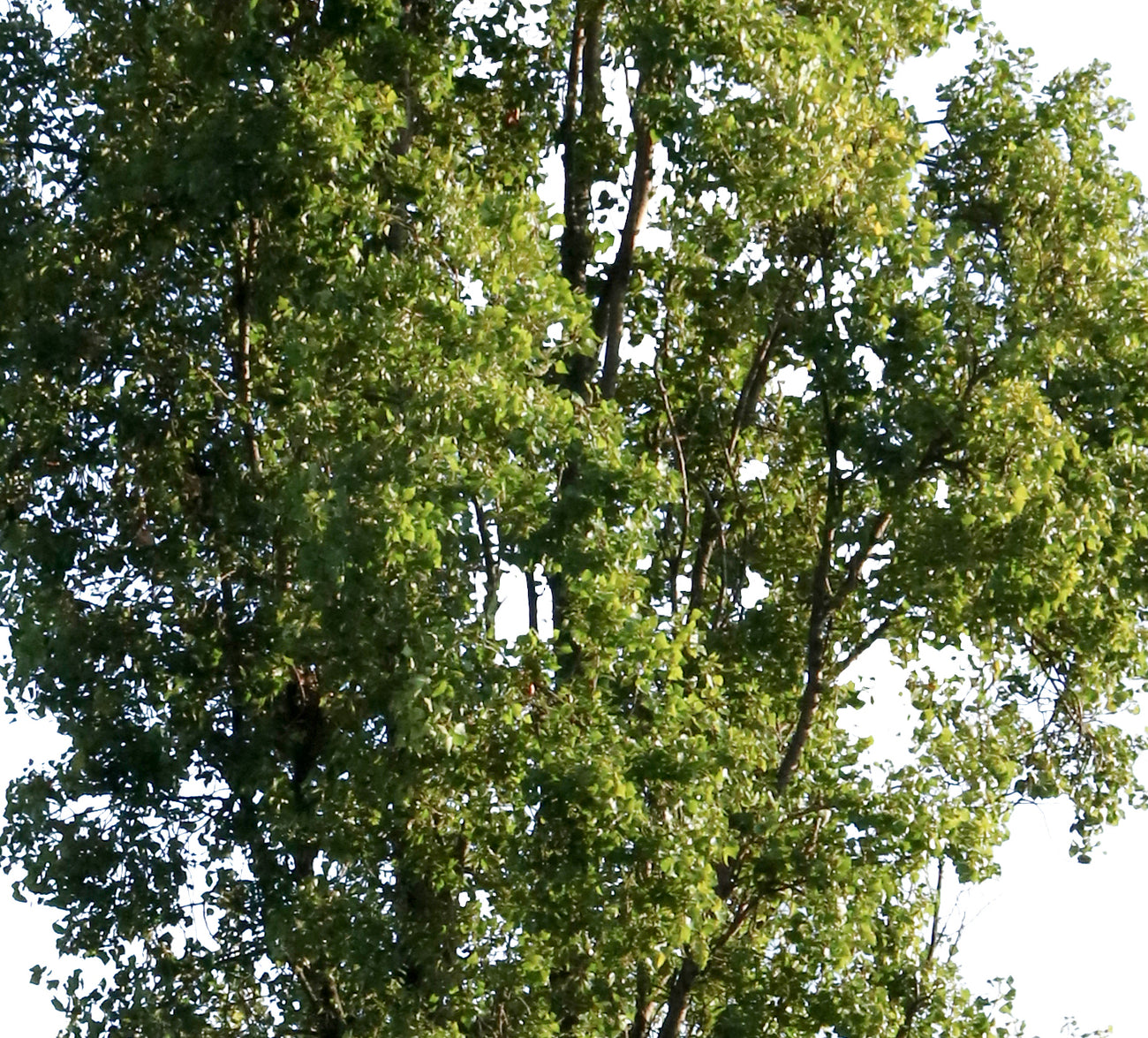 Populus nigra IV – Cutout|trees