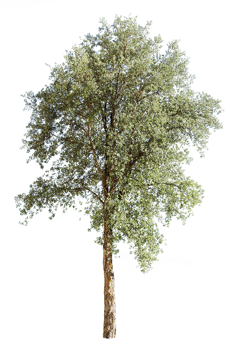 Quercus suber III – Cutout|trees