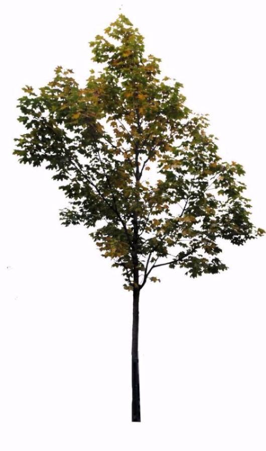 Small Maple tree 1 - cutout trees