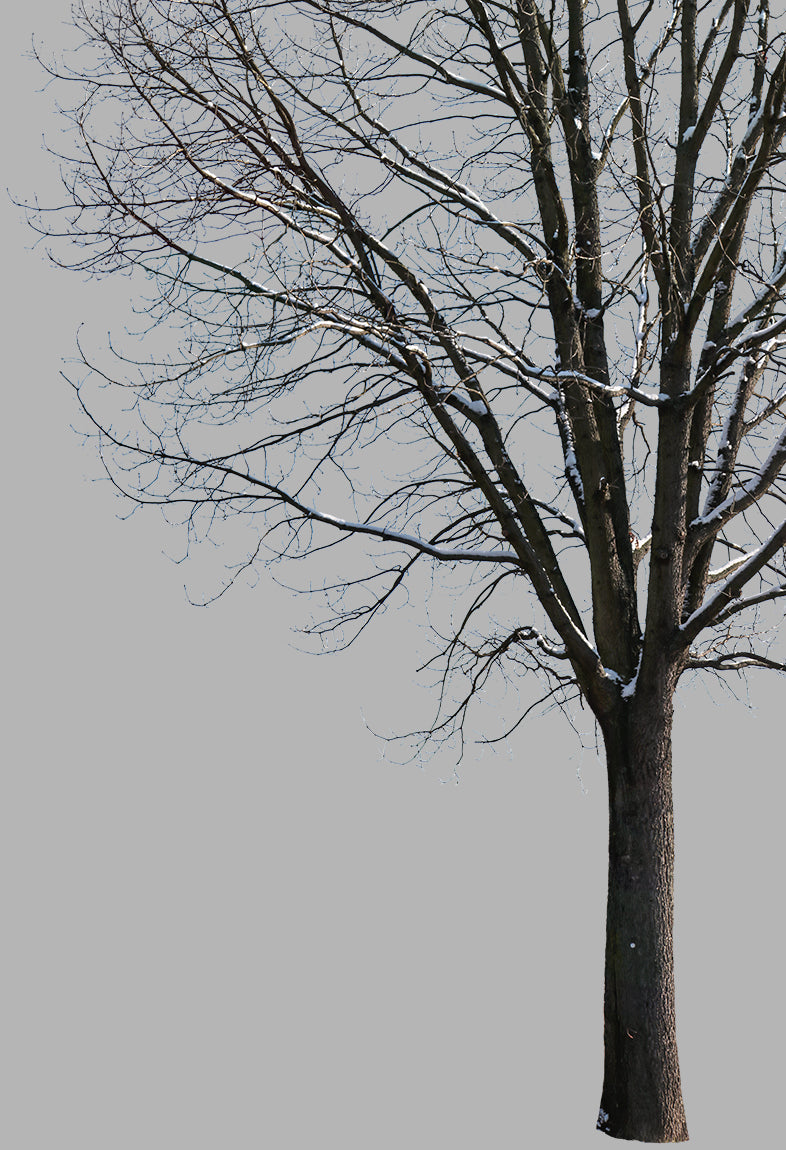 #32 - Winter Tree — aows