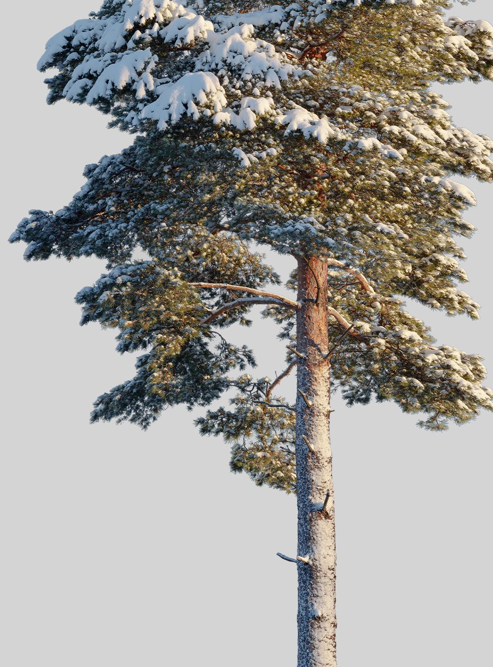 Snow Winter tree L5