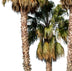 Palm tree - Washingtonia robusta Group II – Cutout|trees