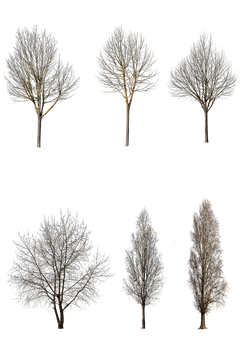 WINTER 1 | Diverse trees Package – Cutout|trees