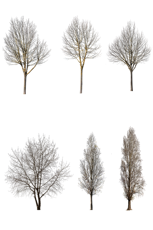 WINTER 1 | Diverse trees Package – Cutout|trees