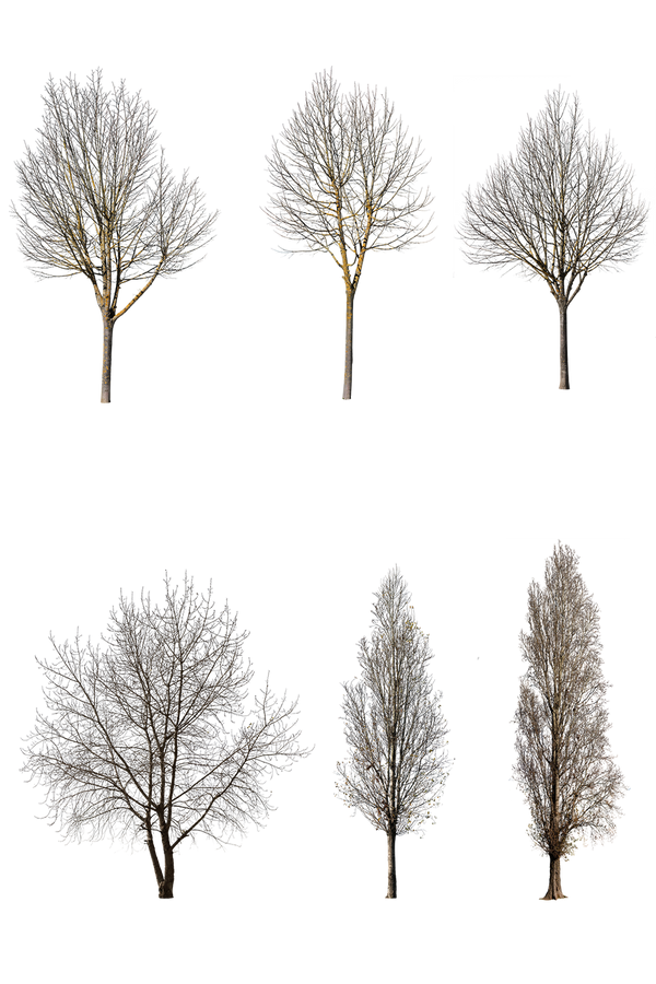 WINTER 1 | Diverse trees Package – Cutout|trees