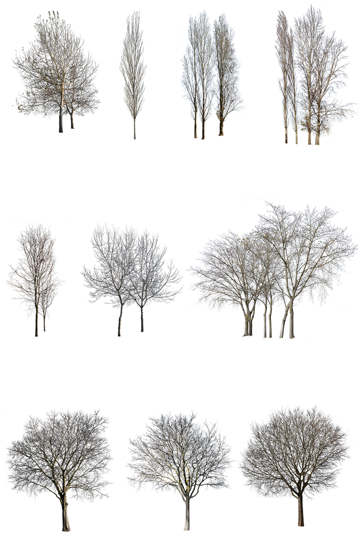 WINTER 1 | Diverse trees Package – Cutout|trees