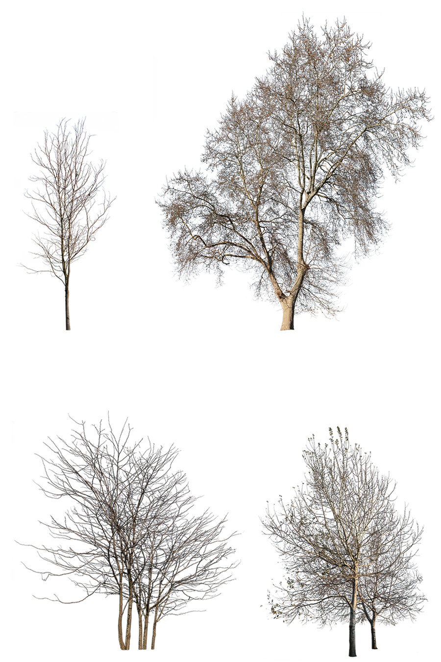 WINTER 1 | Diverse trees Package – Cutout|trees