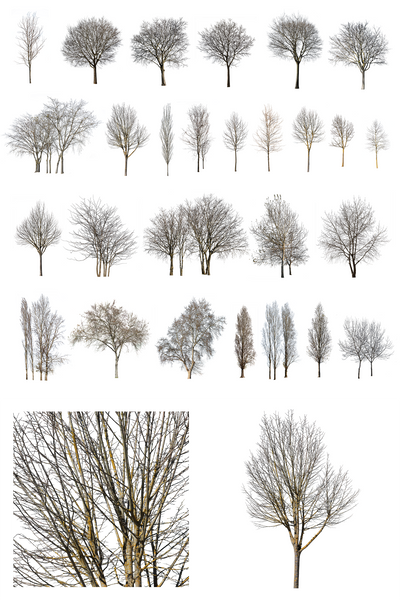 WINTER 1 | Diverse trees Package – Cutout|trees