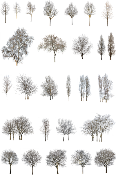 WINTER 1 | Diverse trees Package – Cutout|trees