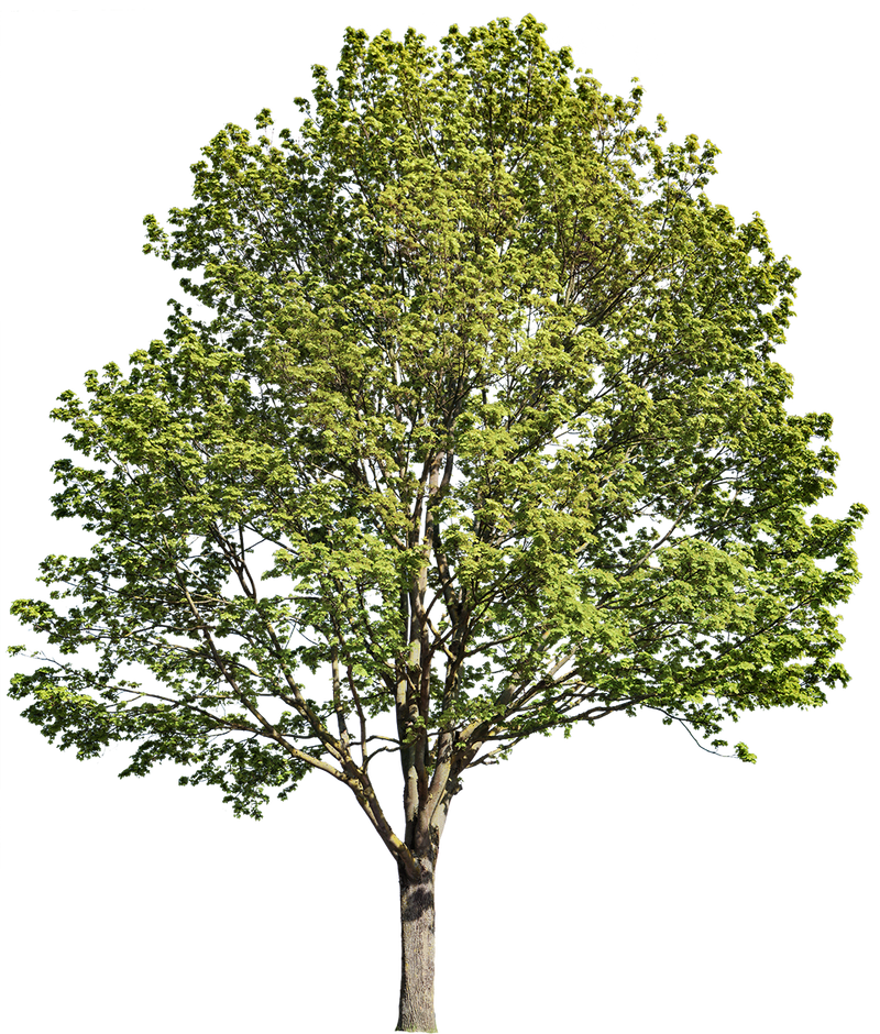 Acer platanoides l02 – Cutout|trees