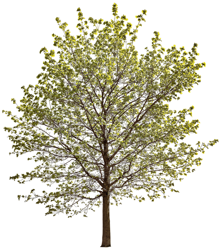 Acer platanoides l10 – Cutout|trees