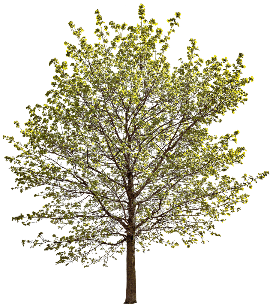 Acer platanoides l10 – Cutout|trees