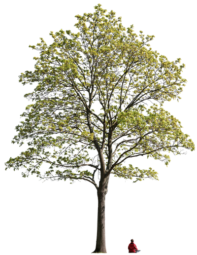 Acer platanoides l12 – Cutout|trees