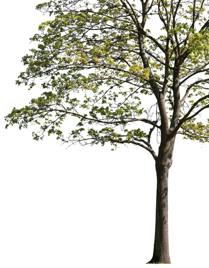 Acer platanoides l12 – Cutout|trees