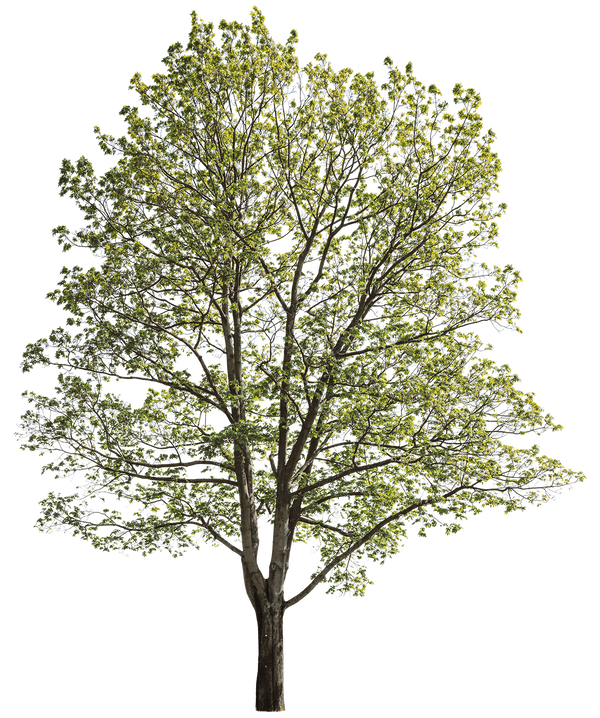 Acer platanoides l19 – Cutout|trees