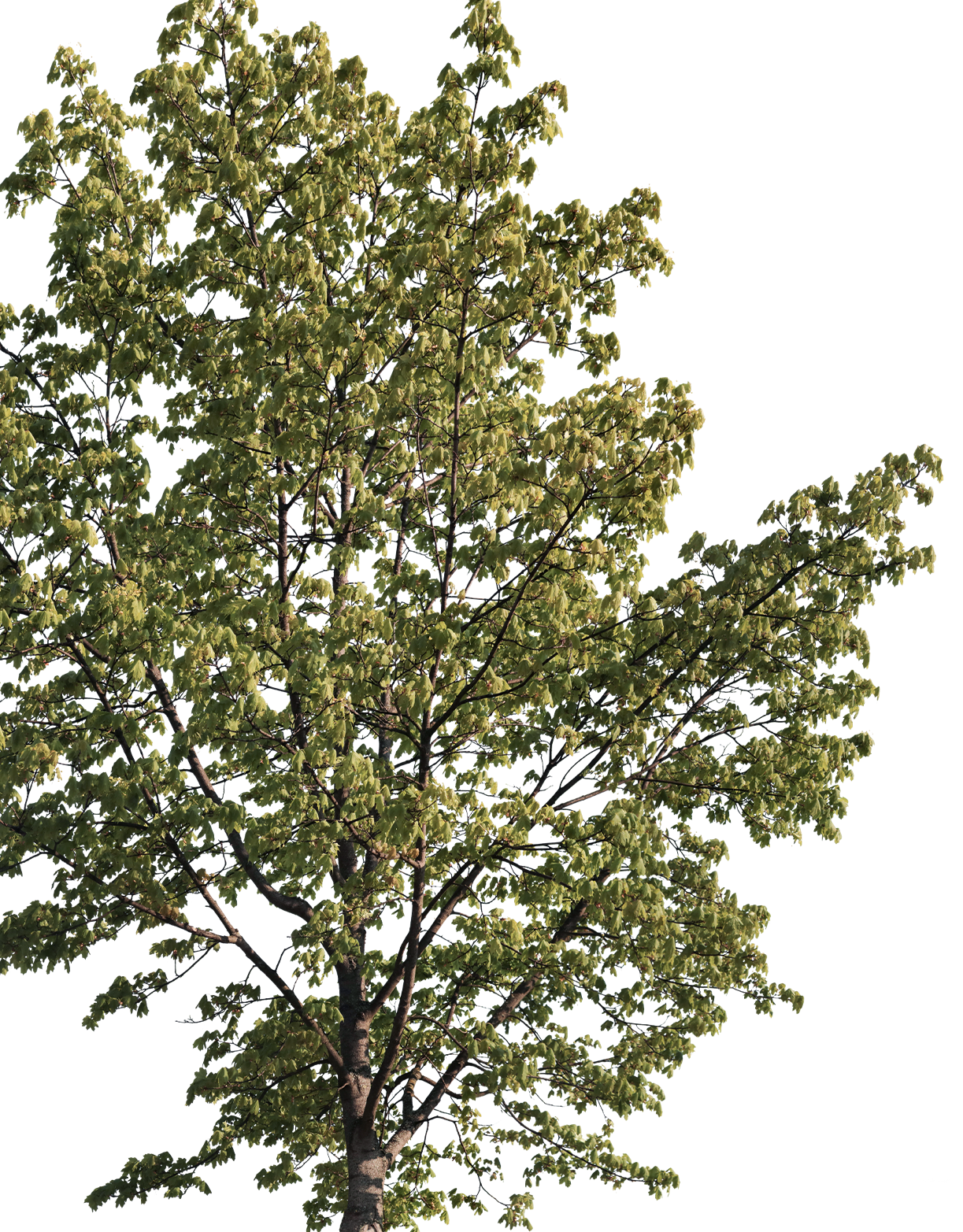 acer platanoides m01 - cutout trees