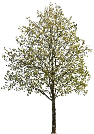 acer platanoides m02 – Cutout|trees