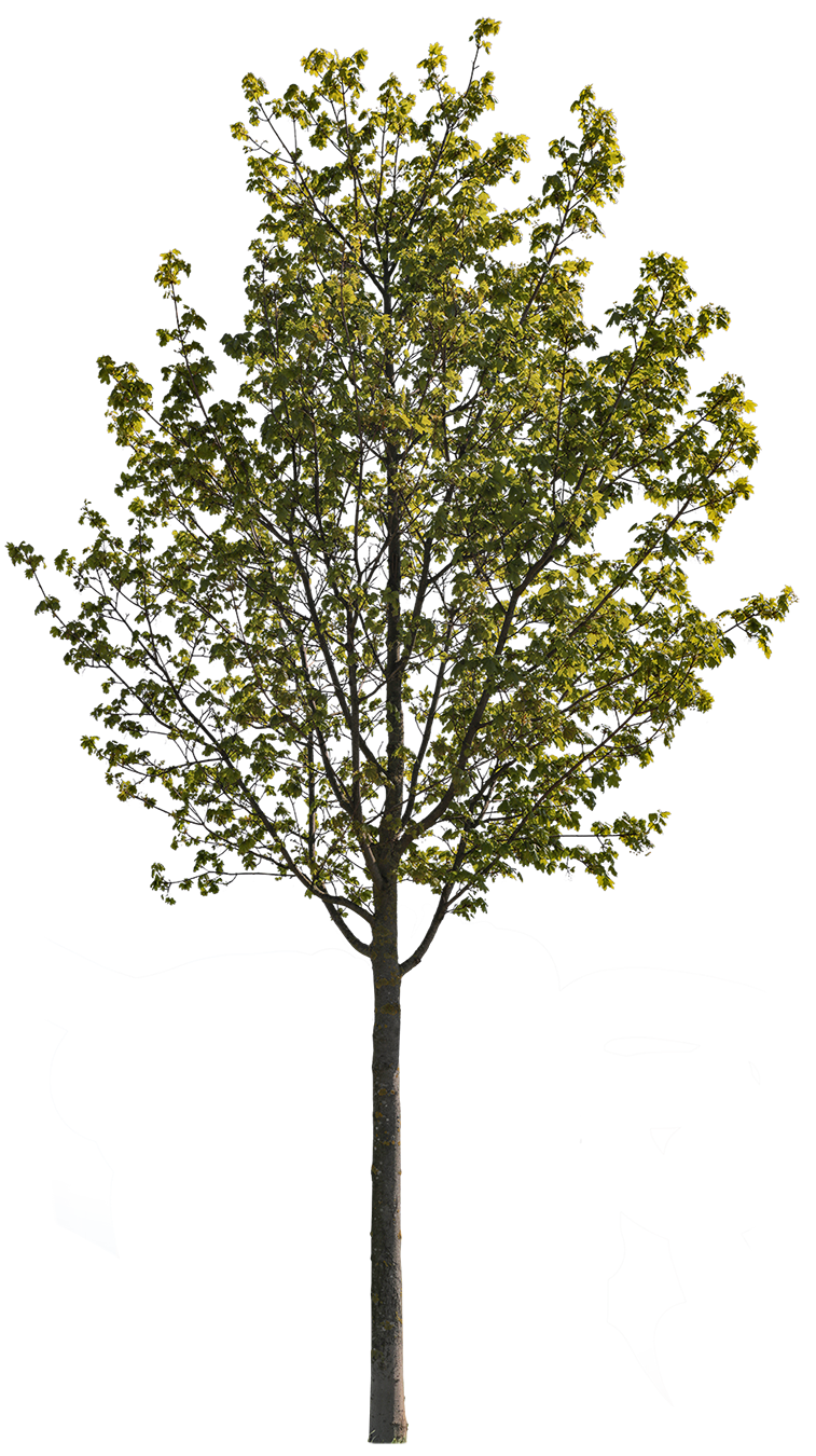 Acer platanoides S06 – Cutout|trees