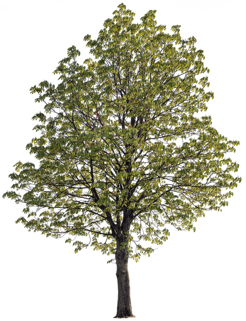 Aesculus hippocastanum l05 – Cutout|trees