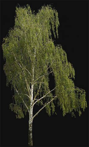 Betula pendula l03