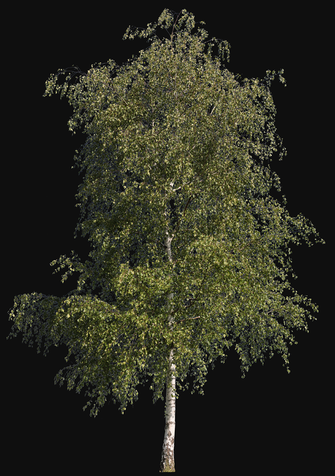 Betula pendula m02 - cutout trees