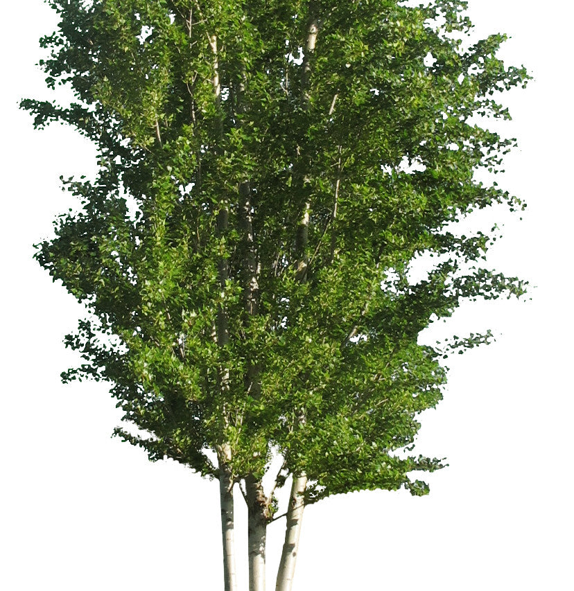 Populus nigra II - cutout trees