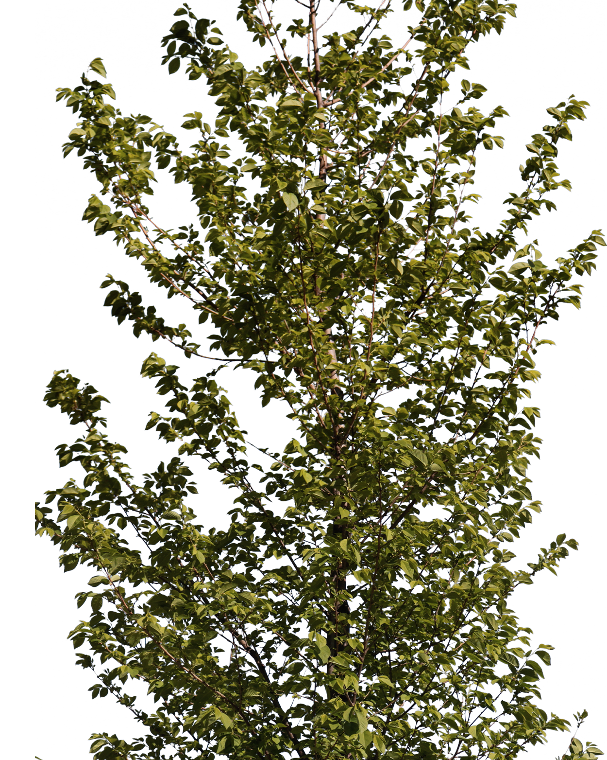 Carpinus betulus S04