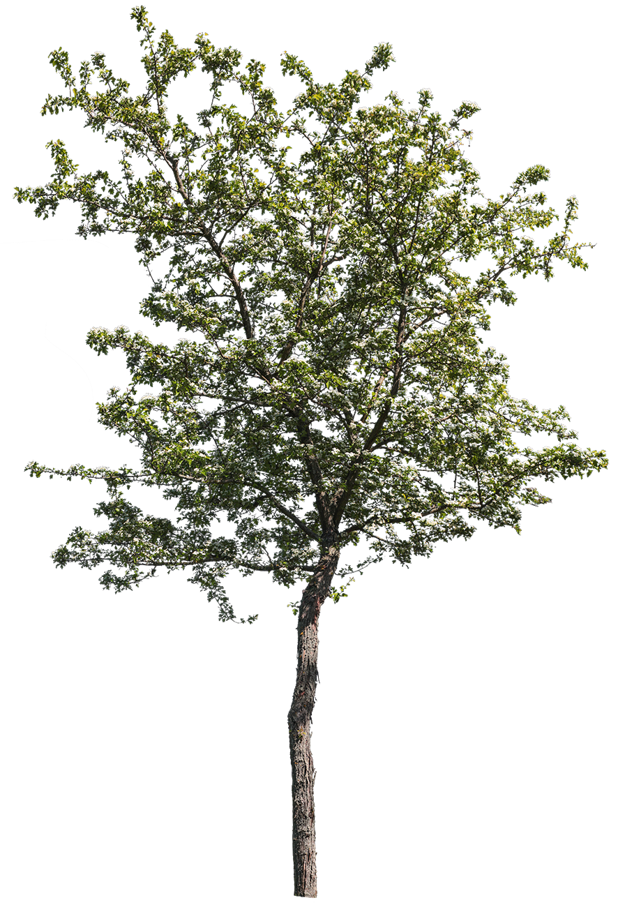 Crataegus songarica S01