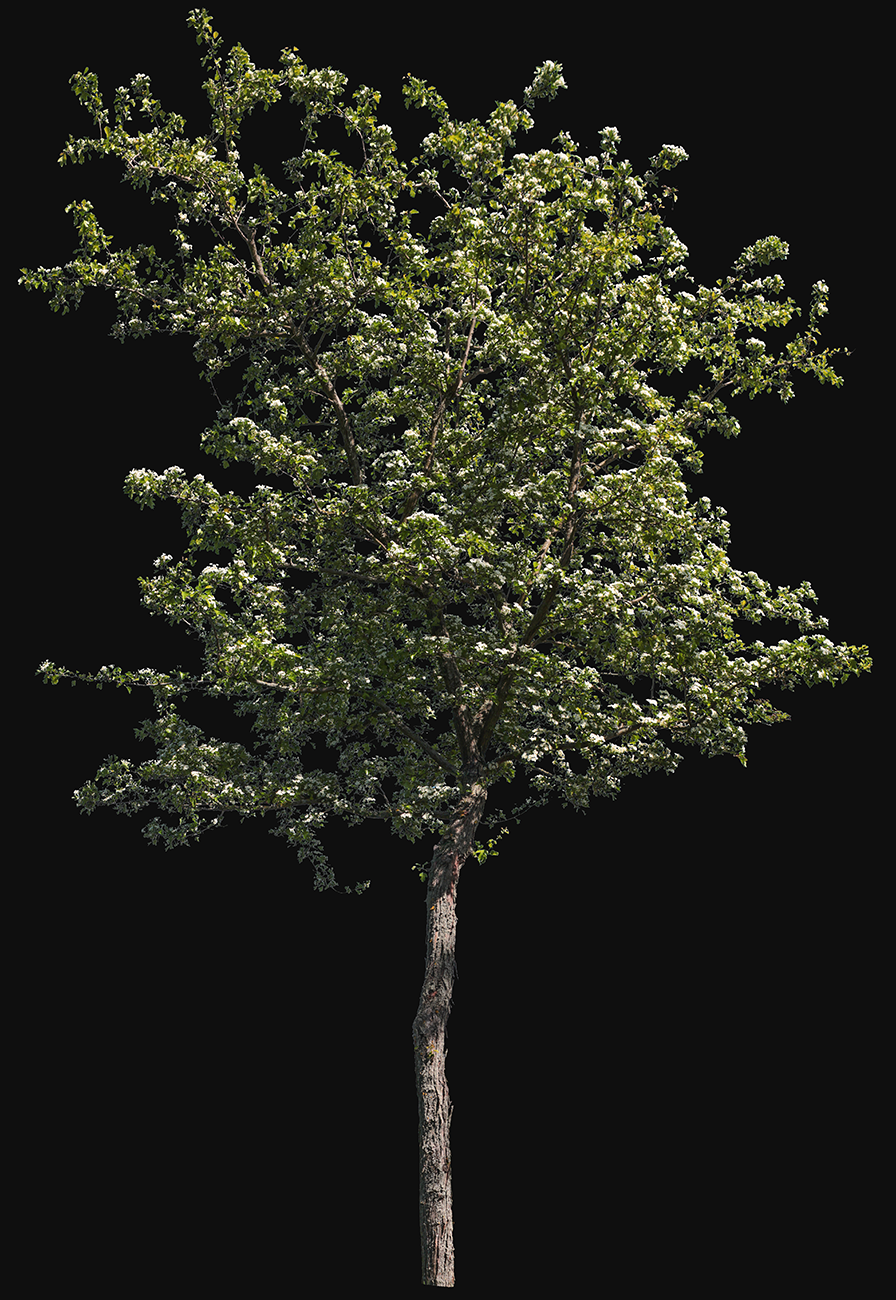 Crataegus songarica S01