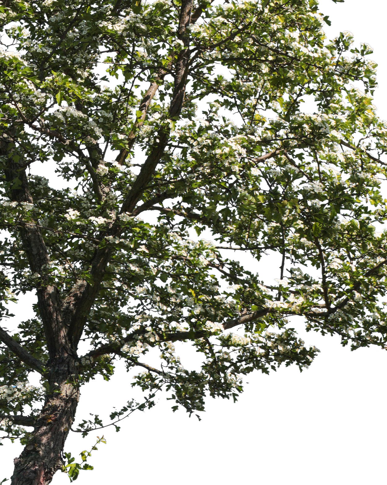 Crataegus songarica S01