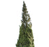 Cupressus sempervirens tree II – Cutout|trees