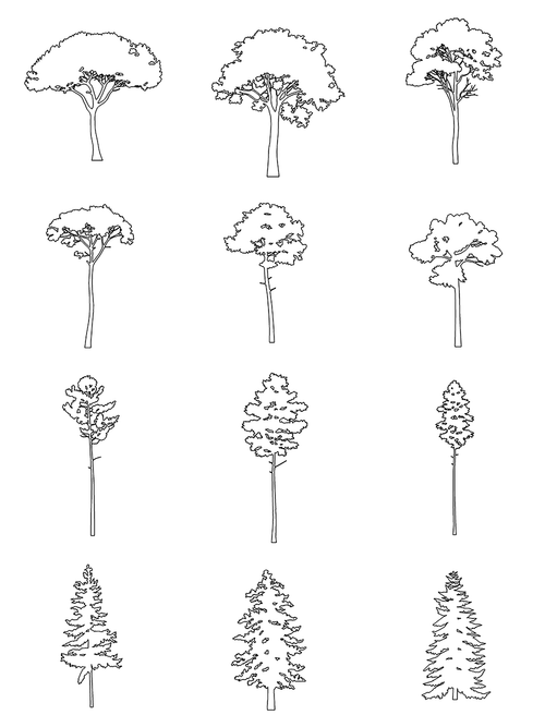 DWG Vectorial 4 - Conifer Trees – Cutout|trees