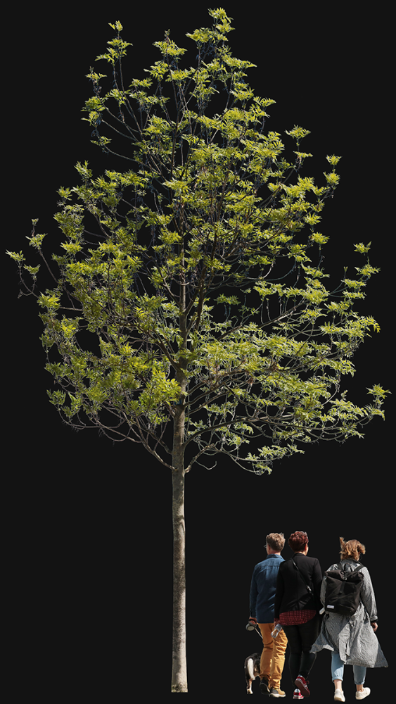 Fraxinus excelsior m01 - cutout trees